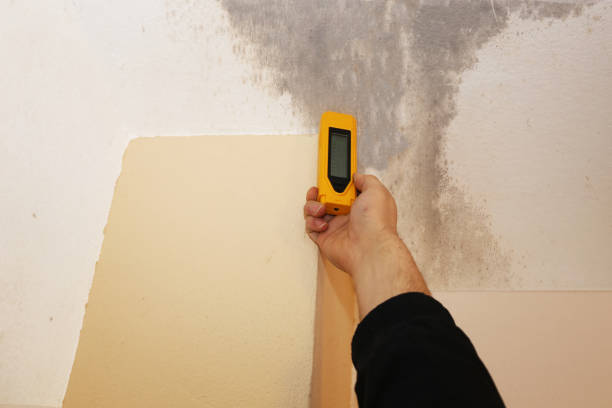  Shelby, NC Mold Removal Pros