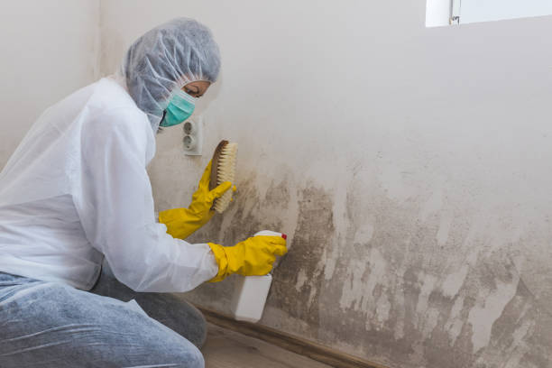 Best Asbestos and Lead Testing During Mold Inspection  in Shelby, NC