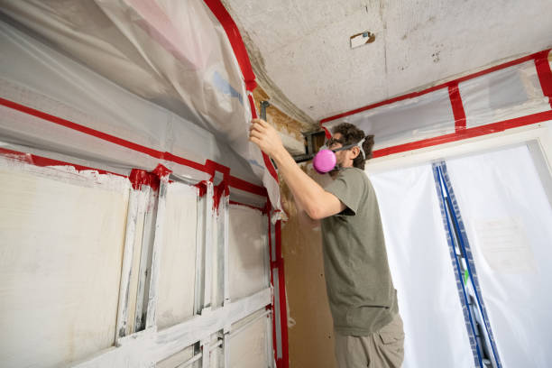 Reliable Shelby, NC Mold Removal Solutions