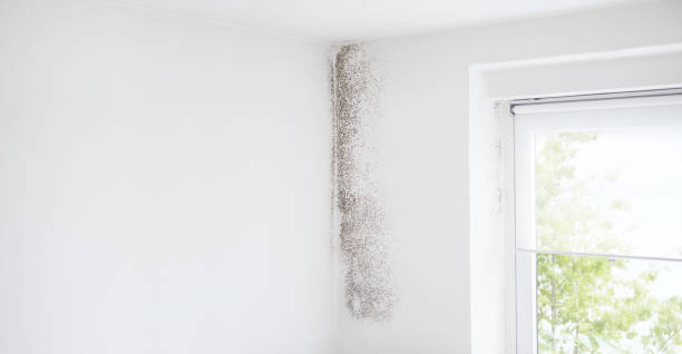 Mold Remediation for Vacation Homes in Shelby, NC