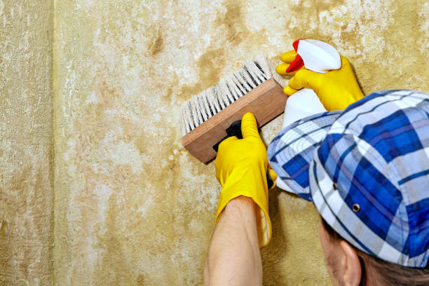 Best Comprehensive Air Testing for Mold Contaminants  in Shelby, NC