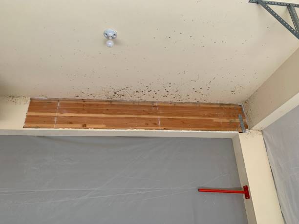 Best Dehumidification Services  in Shelby, NC