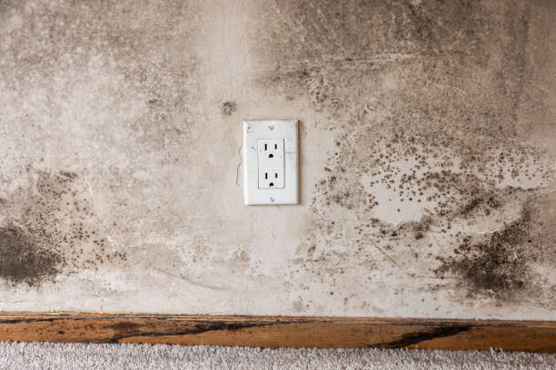 Best Crawl Space Mold Remediation  in Shelby, NC