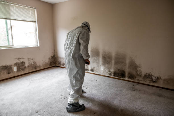 Best Environmental Consulting for Mold Prevention  in Shelby, NC