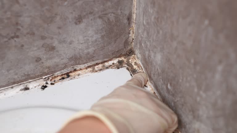 Best Black Mold Removal  in Shelby, NC